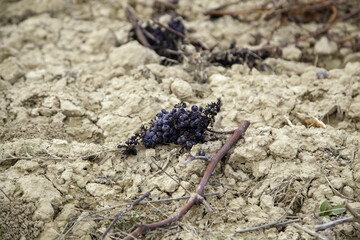 Vineyards with grapes