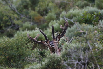 Red deer in the mountain