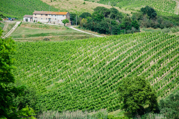 Fototapeta na wymiar Amazing springtime colorful landscape in Tuscany. Green fields and vineyards with olive trees in Tuscany, Italy