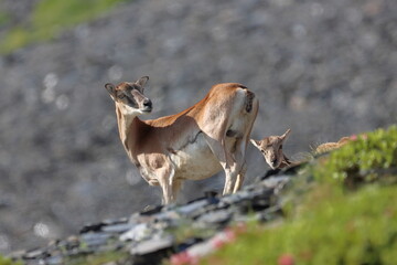 Muflón con cría en la alta montaña