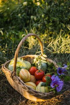 Wicker basket with fresh harvest and flowers placed on green lawn in countryside at sunset