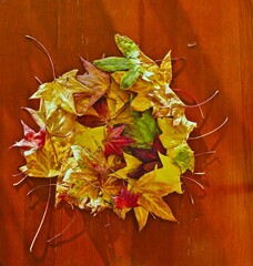 multi-colored fallen leaves of a tree laid out in a dense circle located on a wooden surface