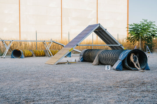 Set of various agility equipment for dogs training and dressage installed on outdoor ground
