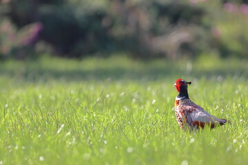 Faisán en un campo