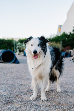 Adorable fluffy Border Collie dog standing on ground and resting after agility training in park with special equipment