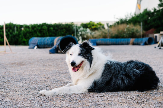 Adorable fluffy Border Collie dog lying on ground and resting after agility training in park with special equipment