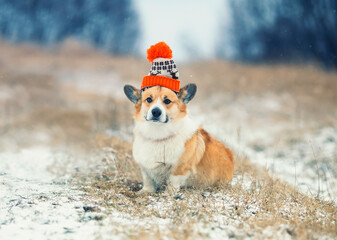 beautiful portrait funny a Corgi dog puppy sits in a winter Park in a knitted warm sports hat under the falling snow