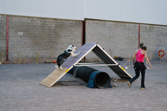 Obedient purebred Border Collie dog running up on A frame during agility training with unrecognizable female instructor