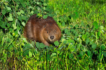 Adult Beaver (Castor canadensis) Looks Out From Leaves and Grass Summer