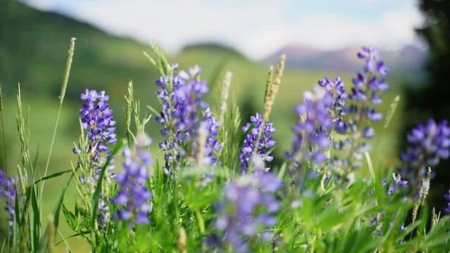 CU SELECTIVE FOCUS Lavender in wind