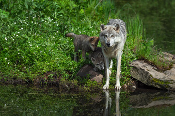 Grey Wolf (Canis lupus) and Pups Stand at Waters Edge on Island Summer