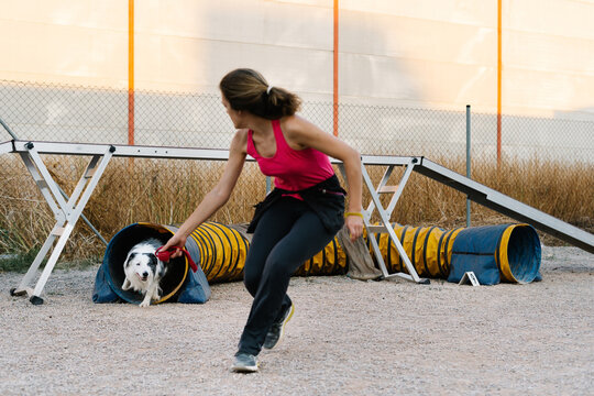 Purebred Border Collie dog running out of tunnel during training with female instructor at obstacle course