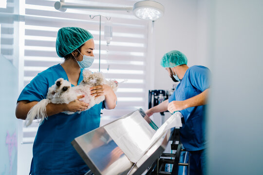 Female assistant in uniform standing with anesthetized cute dog while male vet doctor cleaning operating table in room after surgery