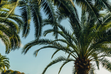 Fototapeta na wymiar Tropical jungle, palm leaves on a sunny day, sky.