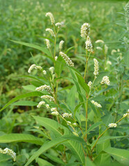 Weeds of Persicaria lapathifolia grow in the field