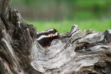Naklejka na ściany i meble Eastern Spotted Skunk (Spilogale putorius) Looks Right From Atop Log Summer