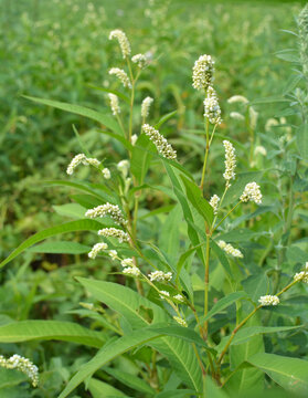 Weeds of Persicaria lapathifolia grow in the field