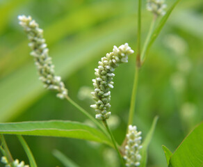 Fototapeta premium Weeds of Persicaria lapathifolia grow in the field