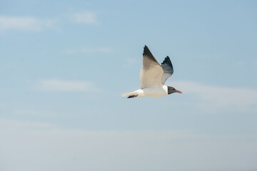 lone white seagull with black face and markings flying in blue sky with clouds, negative space and room for copy