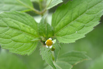 In the field it blooms galinsoga parviflora