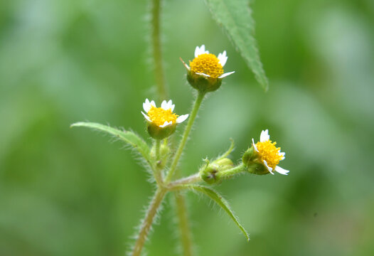 In the field it blooms galinsoga parviflora