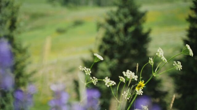 CU SELECTIVE FOCUS Flowers in wind