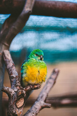 blue and yellow macaw (ESKİŞEHİR HAYVANAT BAHÇESİ, Turkey)