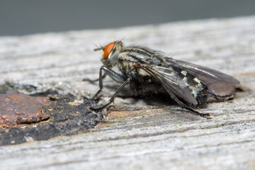 Housefly close up Macro shot. The housefly is a fly of the suborder Cyclorrhapha, and has spread...