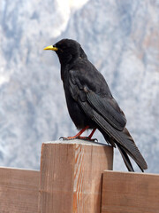 Black jackdaw (Corvus monedula) in the mountains