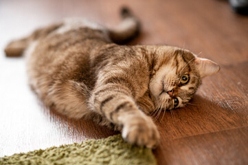 Cat is lying on the floor