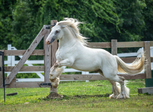 Gypsy Horse stallion leaps at start ofa run