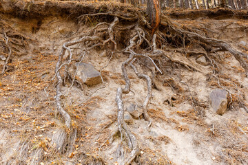 tree Roots