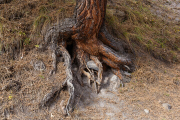 Tenacious tree Roots