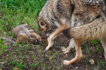 Coyote Pup (Canis latrans) Rolls Over in Front of Adult Summer