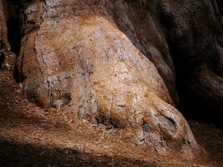 Trunk of the General Sherman Tree, the largest tree in the world, Giant Sequoia Tree, Sequoia National Park, California