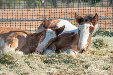 Gypsy horse foal friends lying close together