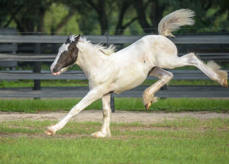 Obraz na płótnie Canvas Gypsy horse foal runs and bucks 