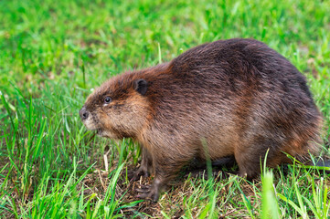 Naklejka na ściany i meble Adult Beaver (Castor canadensis) Sits on Grass Looking Left Summer
