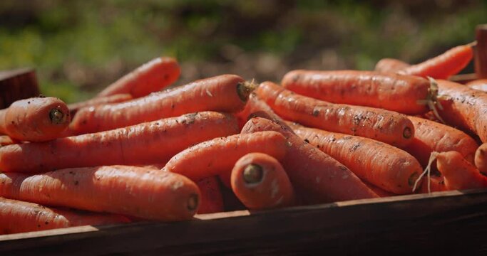 Wooden crate filled with organic carrots on a farm