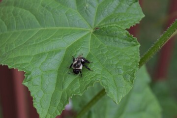 Funny Picture An Insect Bee Was Napping on a Plant Cucumber Leaf at a Family Backyard Garden