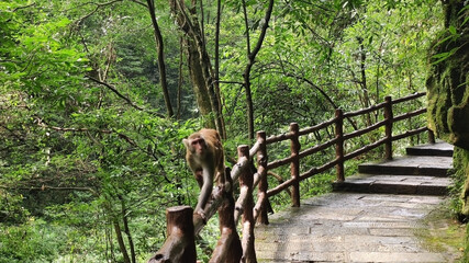 Wild monkey walks along the fence near the path. Mountains in the national park Wulingyuan. Zhangjiajie. UNESCO World Heritage Site. China. Asia