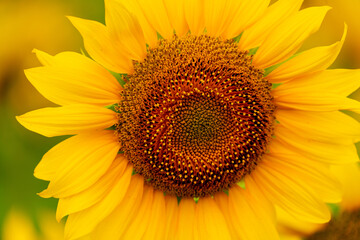 Sunflower blooming close-up photo