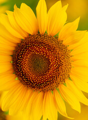 Naklejka premium Sunflower blooming close-up photo