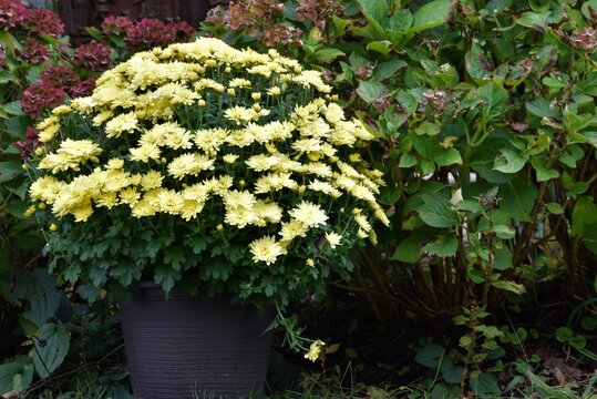 A Booming Yellow Daisy Flower Pot at a Family Front Yard Autumn Season Decoration