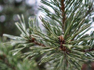 Green pine branches after freezing rain. Nature. Wallpaper