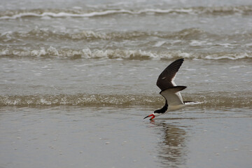 Black skimmer bird fishing on Galveston Beach, Texas
