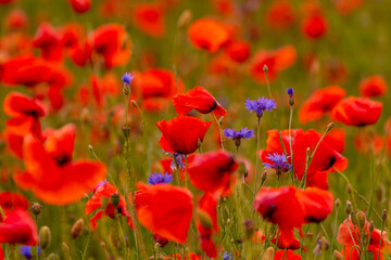 Poppy flowers field at sunset or sunrise