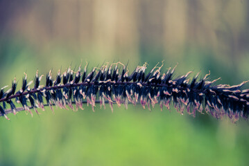 Plant in the Morning