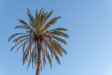 Fototapeta premium Date palm (Phoenix dactylifera) seen from below