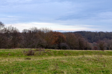 landscape with trees